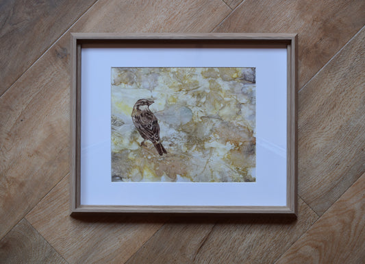 Sparrow